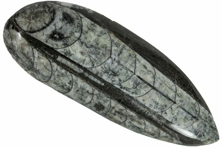 Polished Fossil Orthoceras (Cephalopod) - Morocco #216147
